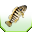 Gyakori hal